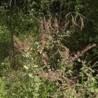 Ocimum tenuiflorum L.